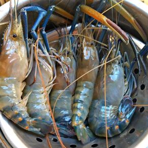 Shrimp $10 per pound