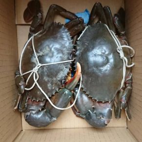 Mud crab per kg